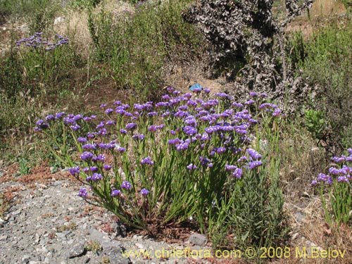 Limonium sp. #1362의 사진