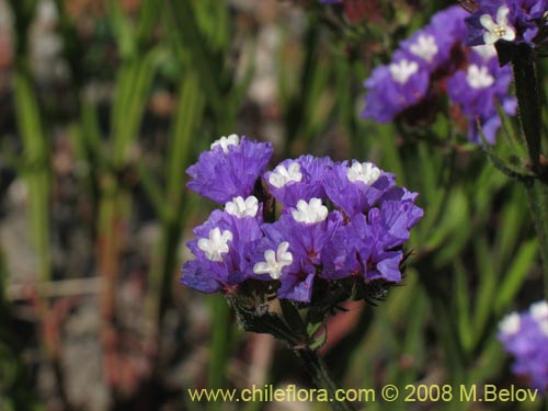 Bild von Limonium sp. #1362 (). Klicken Sie, um den Ausschnitt zu vergrössern.