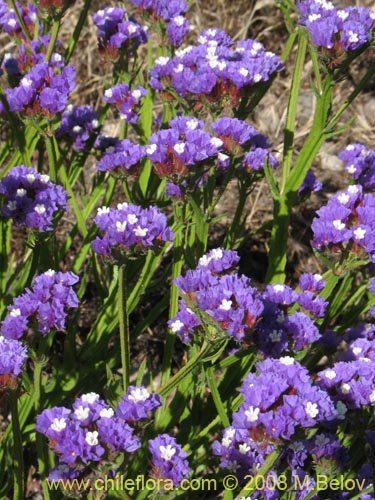 Limonium sp. #1362の写真