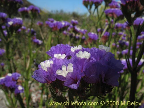 Bild von Limonium sp. #1362 (). Klicken Sie, um den Ausschnitt zu vergrössern.