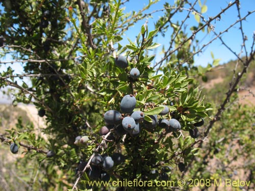 Berberis glomerataの写真