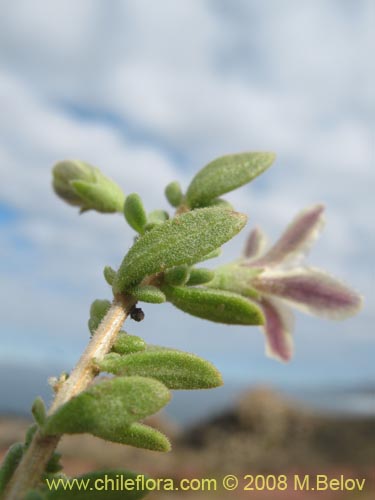 Bild von Lycium sp. #1449 (). Klicken Sie, um den Ausschnitt zu vergrössern.