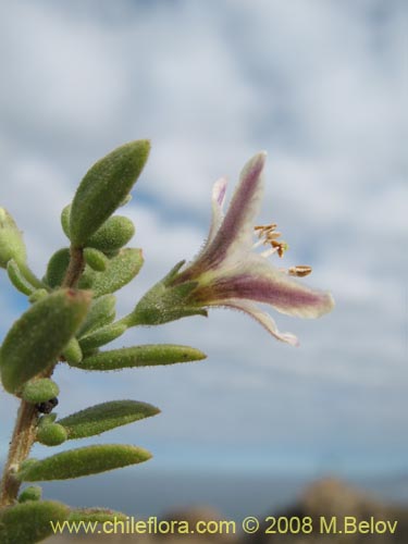 Bild von Lycium sp. #1449 (). Klicken Sie, um den Ausschnitt zu vergrössern.