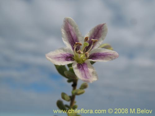 Bild von Lycium sp. #1449 (). Klicken Sie, um den Ausschnitt zu vergrössern.