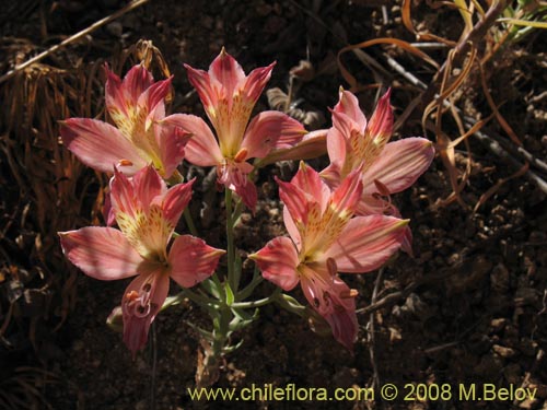 Фотография Alstroemeria angustifolia (). Щелкните, чтобы увеличить вырез.