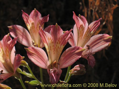 Image of Alstroemeria angustifolia (). Click to enlarge parts of image.