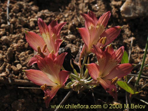 Bild von Alstroemeria angustifolia (). Klicken Sie, um den Ausschnitt zu vergrössern.