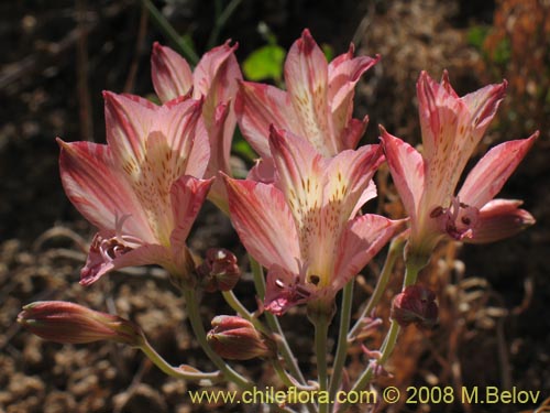 Bild von Alstroemeria angustifolia (). Klicken Sie, um den Ausschnitt zu vergrössern.