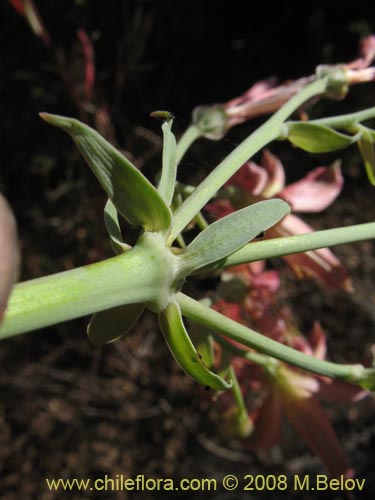 Imágen de Alstroemeria angustifolia (). Haga un clic para aumentar parte de imágen.