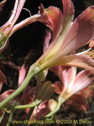 Alstroemeria angustifoliaの写真