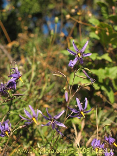 Image of Conanthera bifolia (Pajarito del campo / Flor de la viuda). Click to enlarge parts of image.