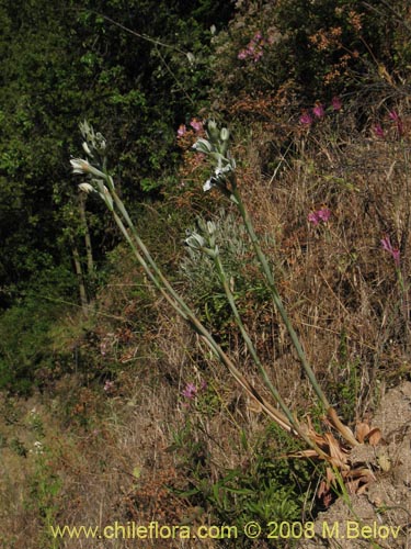 Chloraea bletioidesの写真