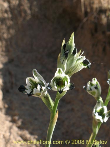 Chloraea bletioides의 사진