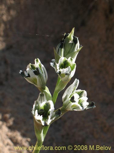 Chloraea bletioidesの写真