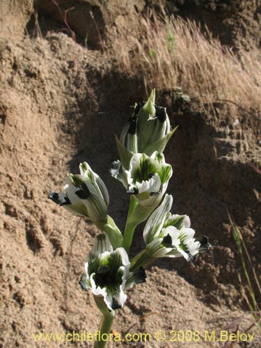 Chloraea bletioidesの写真