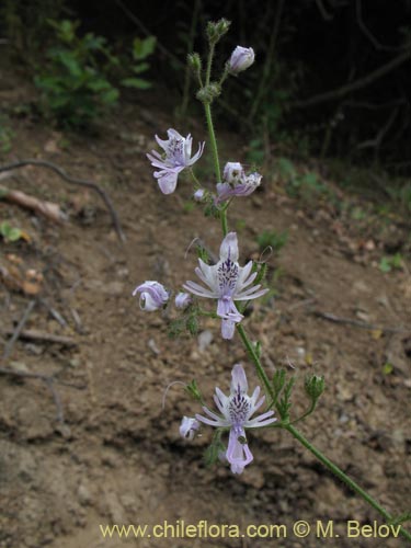 Image of Schizanthus alpestris (Pajarito alpestre). Click to enlarge parts of image.