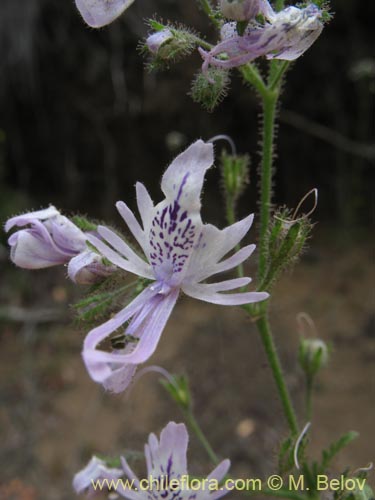 Image of Schizanthus alpestris (Pajarito alpestre). Click to enlarge parts of image.