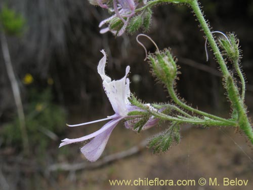 Imágen de Schizanthus alpestris (Pajarito alpestre). Haga un clic para aumentar parte de imágen.