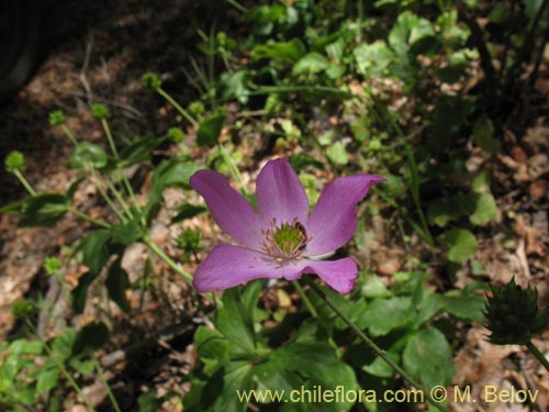 Anemone rigida의 사진