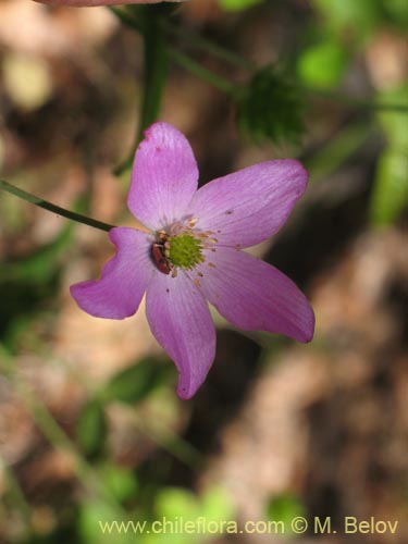 Anemone rigida의 사진