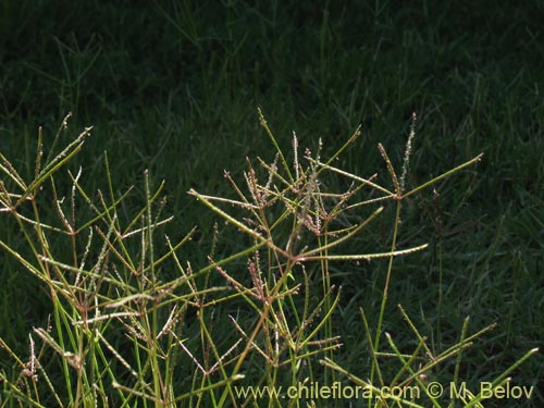 Bild von Digitaria sanguinalis (). Klicken Sie, um den Ausschnitt zu vergrössern.