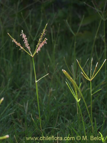 Bild von Digitaria sanguinalis (). Klicken Sie, um den Ausschnitt zu vergrössern.