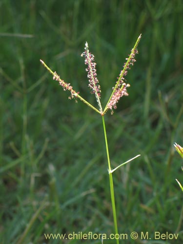 Фотография Digitaria sanguinalis (). Щелкните, чтобы увеличить вырез.