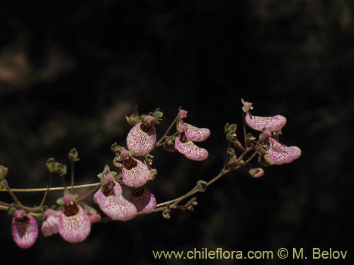 Calceolaria canaの写真