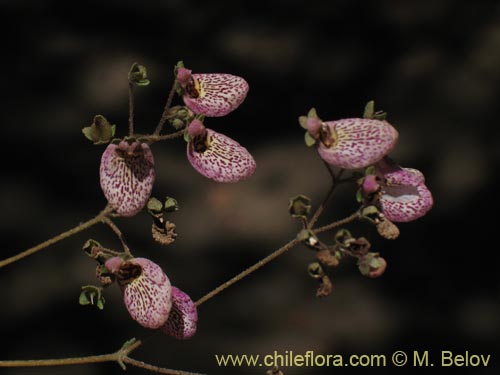 Image of Calceolaria cana (Salsilla / Zarcilla). Click to enlarge parts of image.