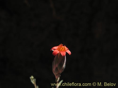 Фотография Chaetanthera microphylla (). Щелкните, чтобы увеличить вырез.