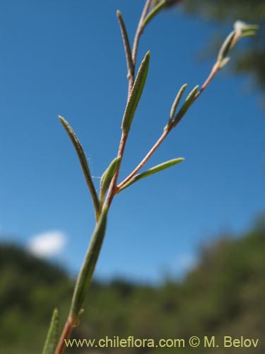 Image of Chaetanthera microphylla (). Click to enlarge parts of image.