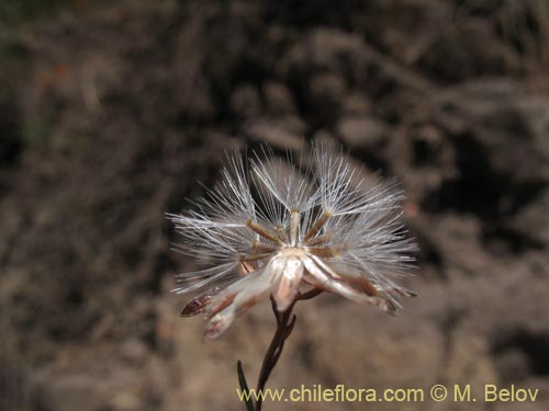 Chaetanthera microphyllaの写真