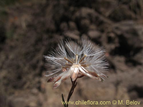 Chaetanthera microphylla의 사진