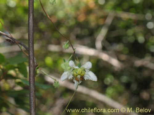 Image of Loasa micrantha (). Click to enlarge parts of image.