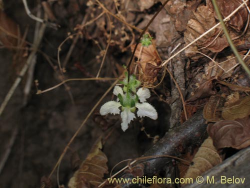 Image of Loasa micrantha (). Click to enlarge parts of image.