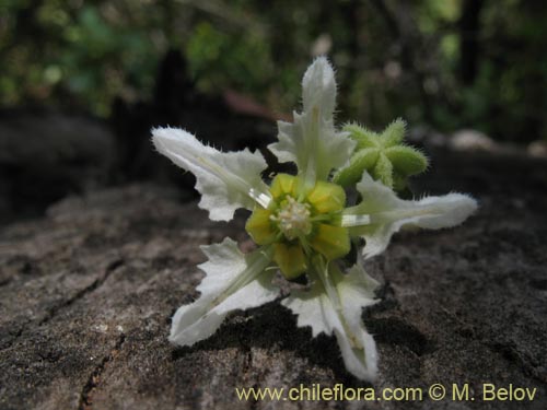 Imágen de Loasa micrantha (). Haga un clic para aumentar parte de imágen.