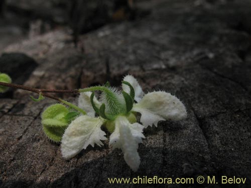 Imágen de Loasa micrantha (). Haga un clic para aumentar parte de imágen.