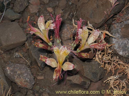 Image of Alstroemeria versicolor (). Click to enlarge parts of image.