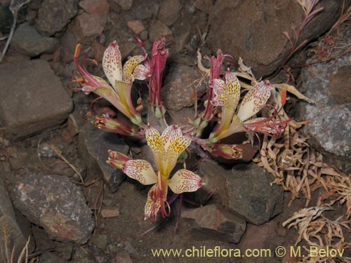 Alstroemeria versicolor의 사진