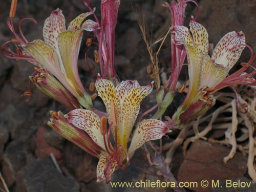 Image of Alstroemeria versicolor (). Click to enlarge parts of image.