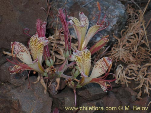Image of Alstroemeria versicolor (). Click to enlarge parts of image.