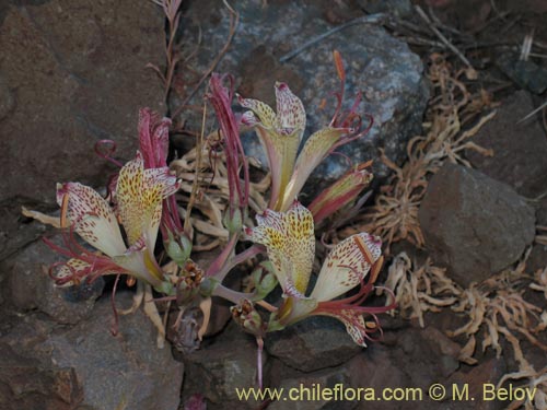 Imágen de Alstroemeria versicolor (). Haga un clic para aumentar parte de imágen.