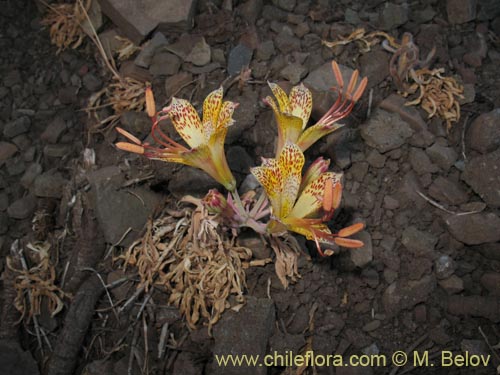 Image of Alstroemeria versicolor (). Click to enlarge parts of image.