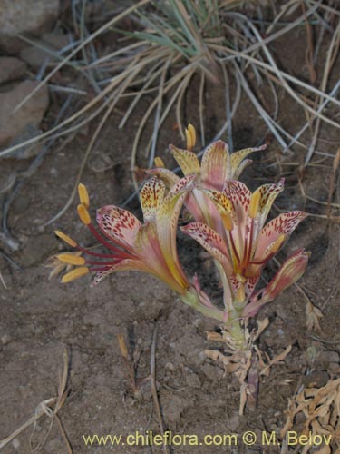 Imágen de Alstroemeria versicolor (). Haga un clic para aumentar parte de imágen.