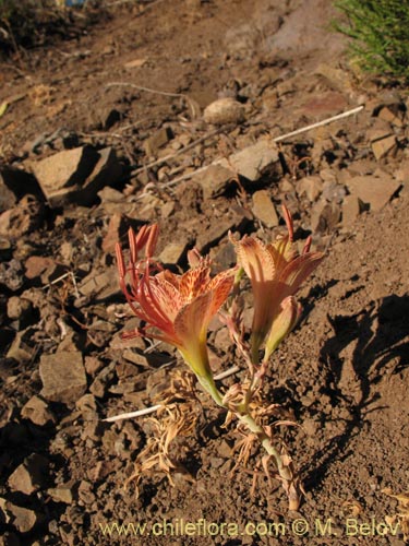 Imágen de Alstroemeria versicolor (). Haga un clic para aumentar parte de imágen.