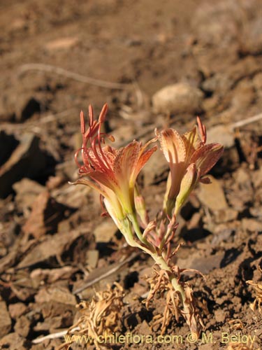 Alstroemeria versicolor의 사진