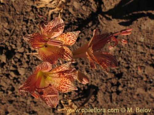 Image of Alstroemeria versicolor (). Click to enlarge parts of image.