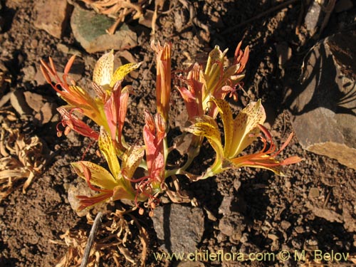 Image of Alstroemeria versicolor (). Click to enlarge parts of image.