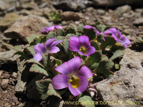 Viola sp. #1551の写真