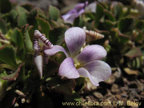 Viola sp. #1551의 사진